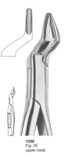  Fig. 35 upper roots 
